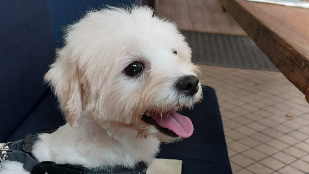 Feeding Me, My Dog and My Next Mystery