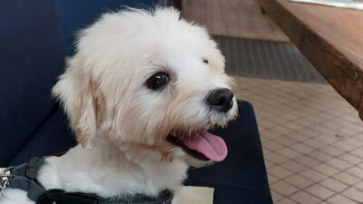 Feeding Me, My Dog and My Next Mystery