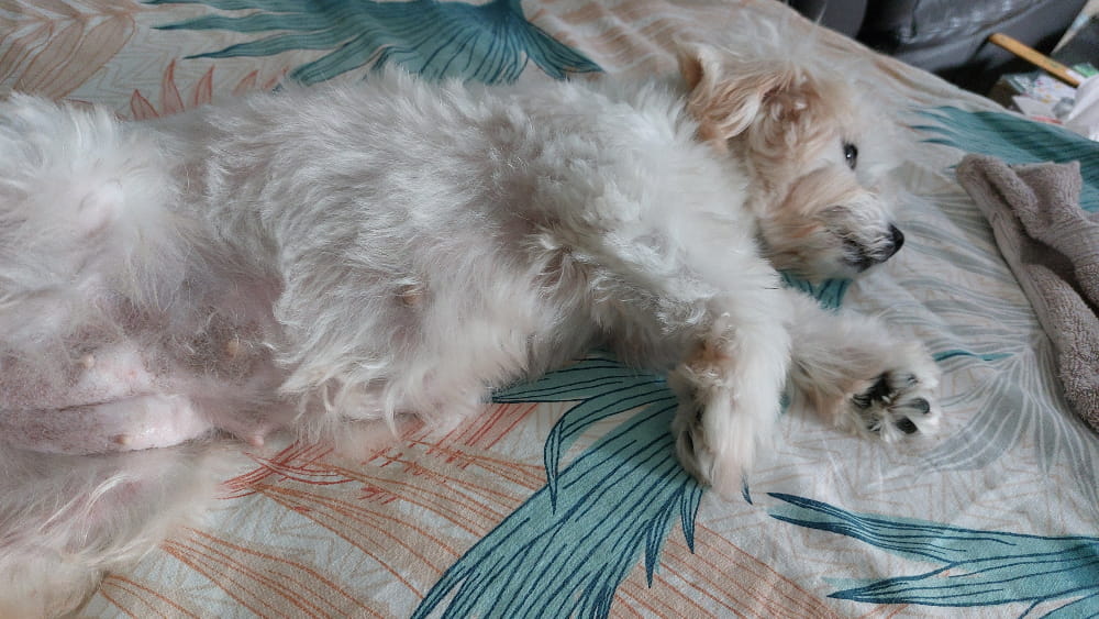 I Don't Like New Things