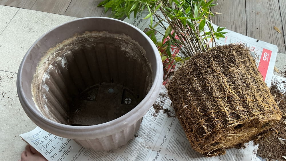 When Pots–and Plots–get Root-Bound