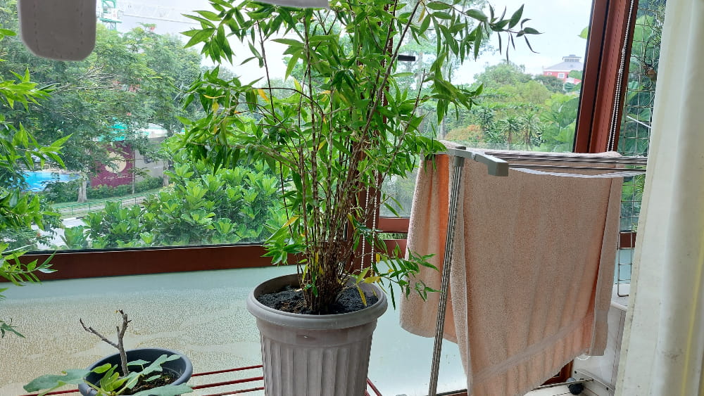Recovering Bamboo